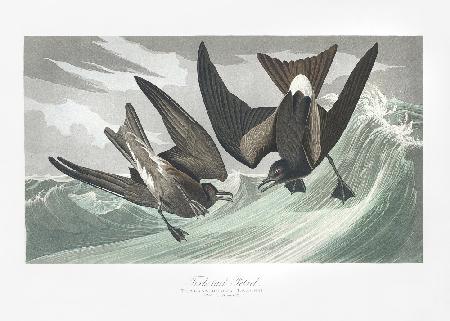 Gabelschwanzsturmvogel von Birds of America (1827)