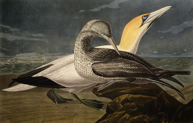 Gannets, from 'Birds of America', engraved by Robert Havell (1793-1878) published 1836 (coloured eng von John James Audubon