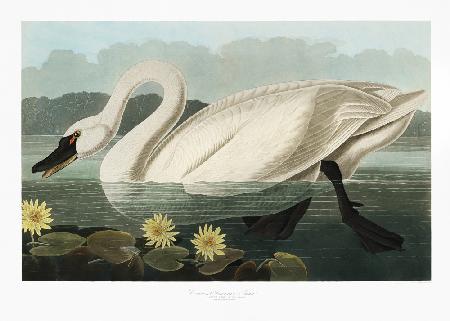 Gewöhnlicher amerikanischer Schwan von Birds of America (1827)