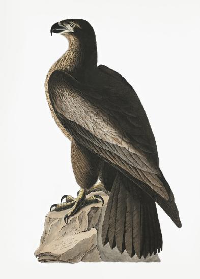 Großer amerikanischer Seeadler aus Birds of America (1827)