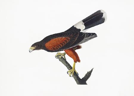Louisiana Hawk aus Birds of America (1827).