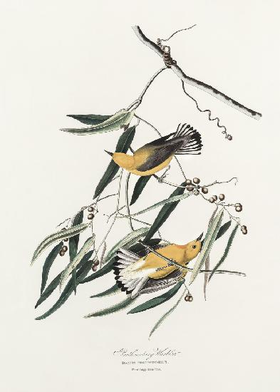 Prothonotary Warbler von Birds of America (1827)
