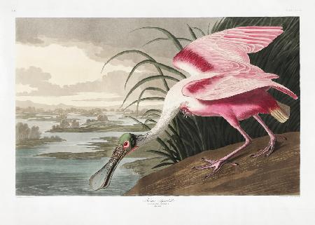 Rosalöffler von Birds of America (1827)
