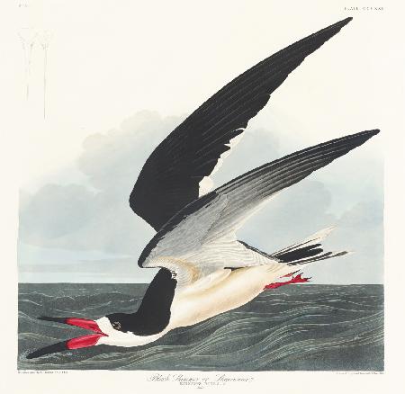 Schwarzer Skimmer von Birds of America (1827)
