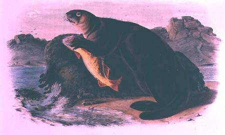 Sea Otter from Quadrupeds of North America (1842-5) von John James Audubon