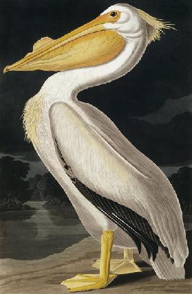 American White Pelican, from 'Birds of America', engraved by Robert Havell (1793-1878) published 183 1872