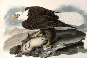 Der weißköpfige Adler (aus The Birds of America) 1829