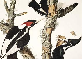 Ivory-billed Woodpecker, from 'Birds of America', engraved by Robert Havell (1793-1878) 1829 (colour 19th
