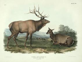 Cervus Canadensis (American Elk, Wapiti Deer), plate 62 from 'Quadrupeds of North America', engraved 18th