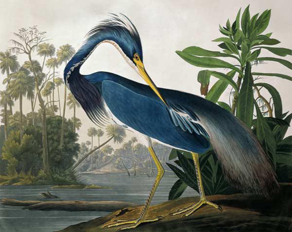 Louisiana Heron, from 'Birds of America', engraved by Robert Havell (1793-1878) 1834 (coloured engra 1927