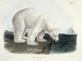 Ursus Maritimus (Polar Bear), plate 91 from 'Quadrupeds of North America', engraved by John T. Bowen 19th