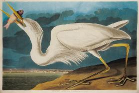 Great White Heron, from 'Birds of America', engraved by Robert Havell (1793-1878) 1835 (coloured eng 1849