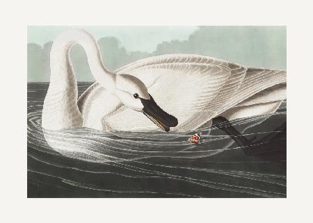 Trompeterschwan aus Birds of America (1827)