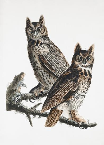 Virginia-Uhu von Birds of America (1827)