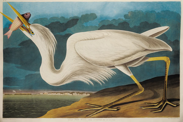 Great White Heron, from 'Birds of America', engraved by Robert Havell (1793-1878) 1835 (coloured eng von John James Audubon
