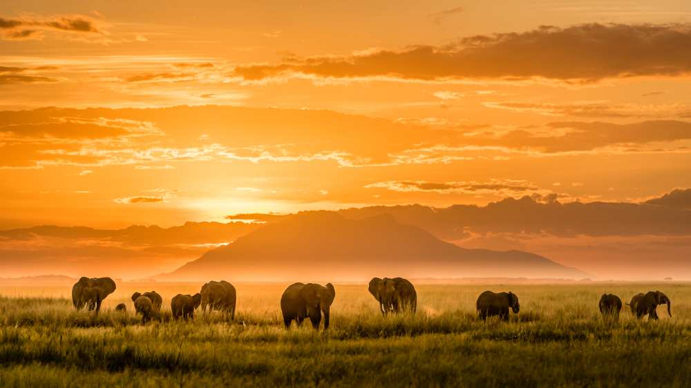 Golden Africa von John J. Chen