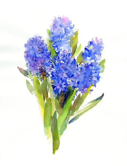 Blue Hyacinth 2014