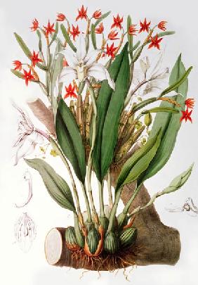 Orchid: Diothonca imbricata and Maxillaria eburnea from `SertumOrchidaceum' 1838