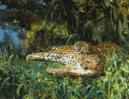 Indian Leopards 1908