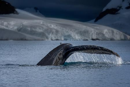 Ein Wal in der Antarktis