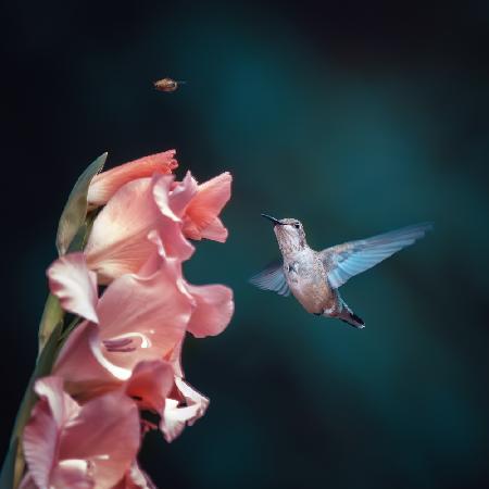 Kolibri vertrieb Bienen vom Nektar