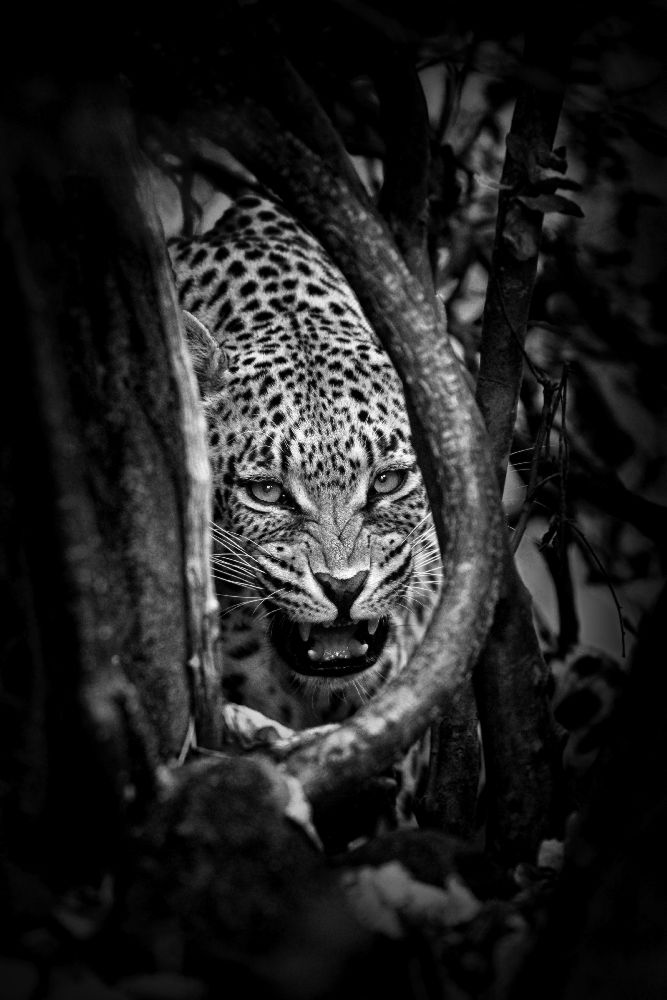 Leopards Lair von John Moulds