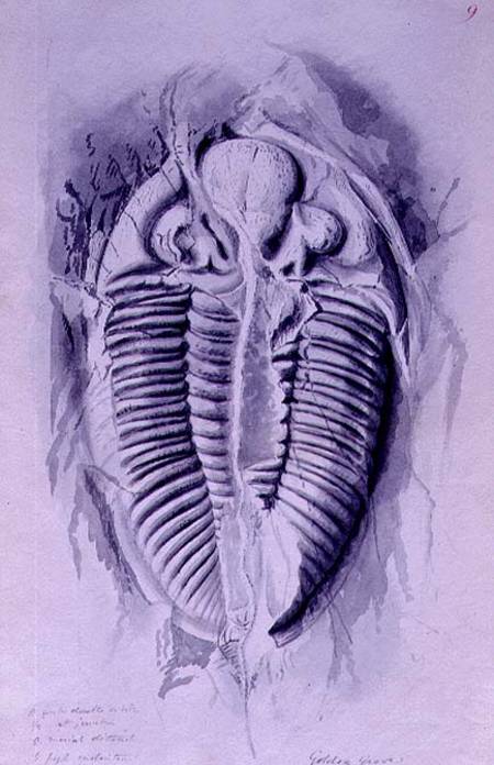 Trilobite from Golden Grove von John Phillips