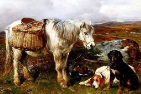 Highland Pony with Dogs