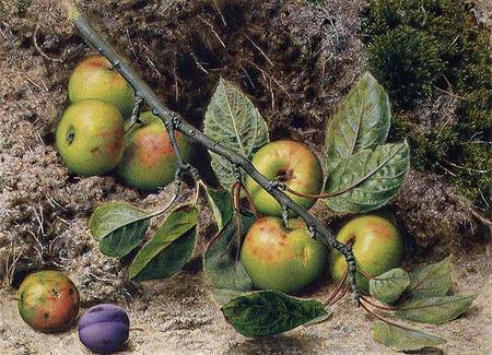 Apples on a Branch von John Sherrin