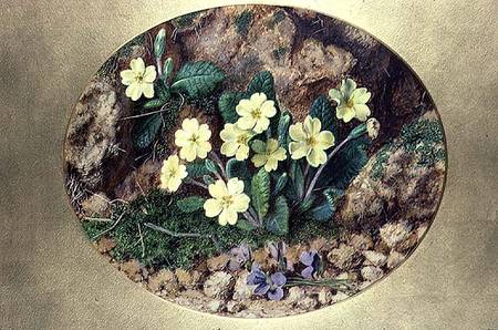 Primroses and Violets von John Sherrin