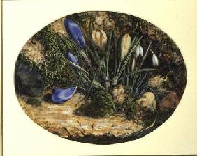 Crocuses and Snowdrops