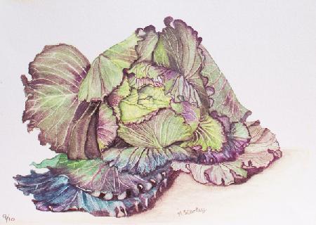 Cabbage 1990