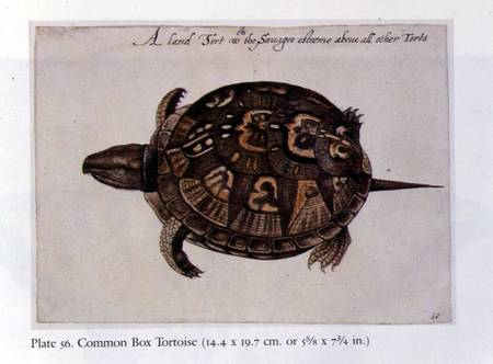 Common Box Tortoise von John White
