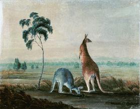 Kangaroos in a landscape c.1819