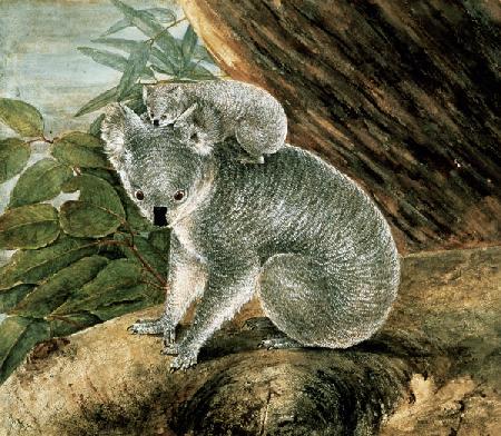 Koala and Young 1803