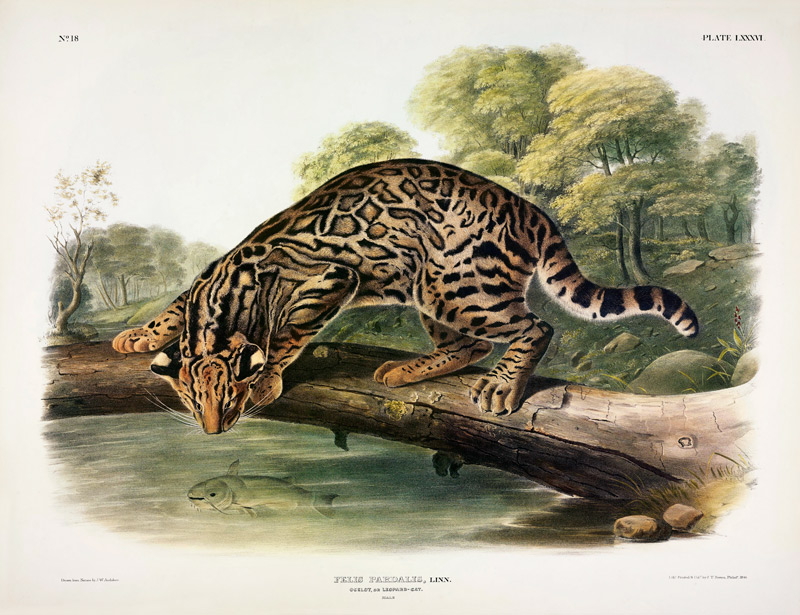 Felis Pardalis (Ocelot or Leopard-Cat), plate 86 from 'Quadrupeds of North America', engraved by Joh von John Woodhouse Audubon