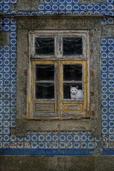 Die Katze im Fenster