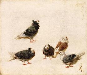 Pigeons 1888