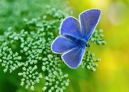 Blauer Schmetterling 2