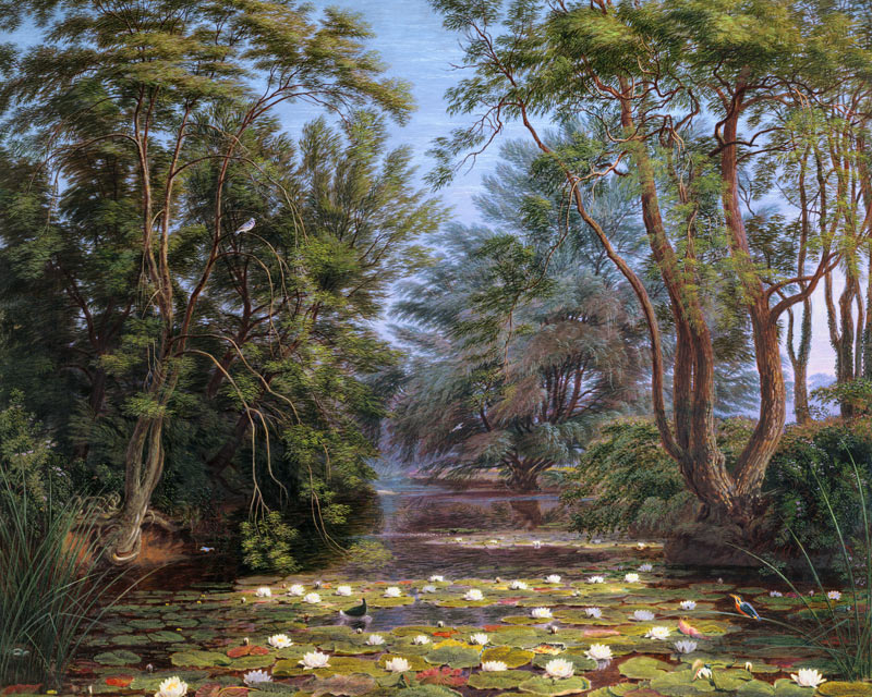 River Cherwell Waterlilies von William Turner