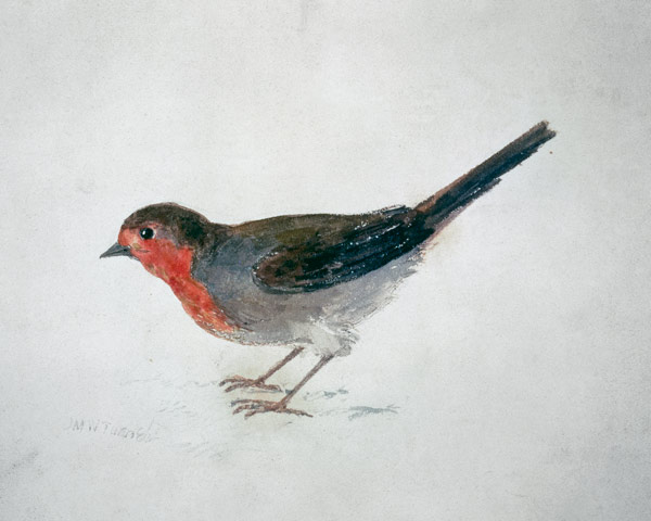 Robin, from The Farnley Book of Birds von William Turner