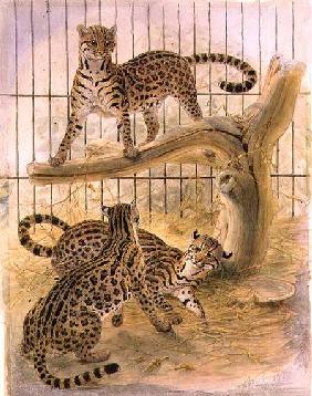 Ocelots in a Cage 1874