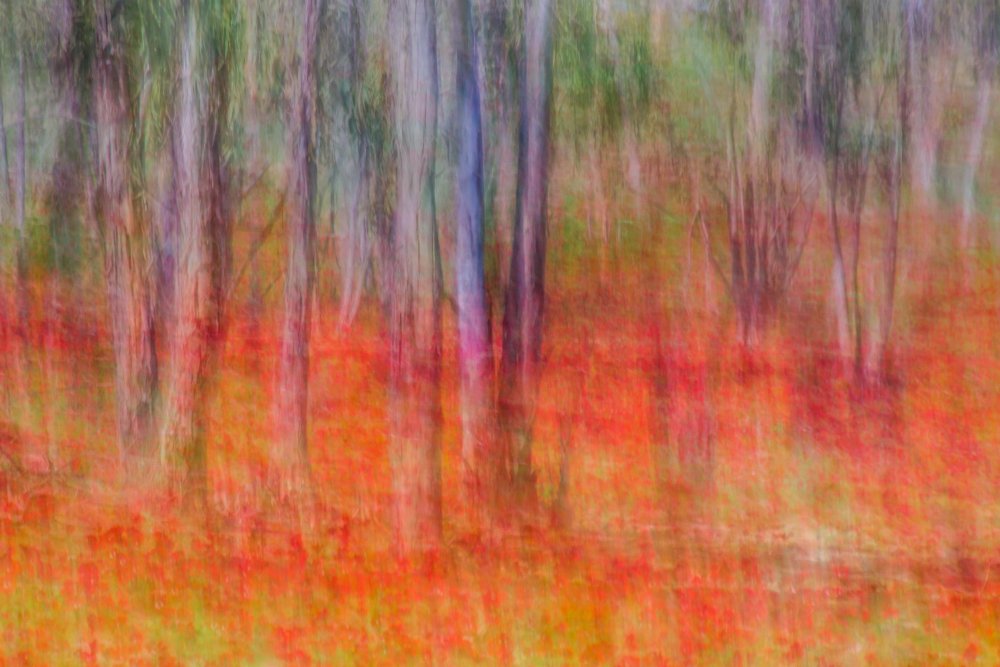 Anemonen im Wald von Joshua Raif