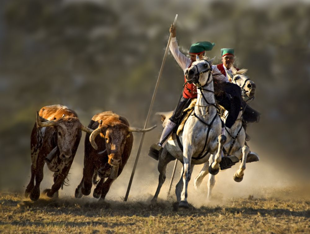 Campinos von Portugal von Jovelino