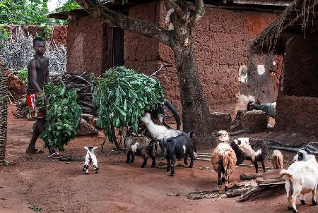Komme gerade mit dem Ziegenfutter – Benin