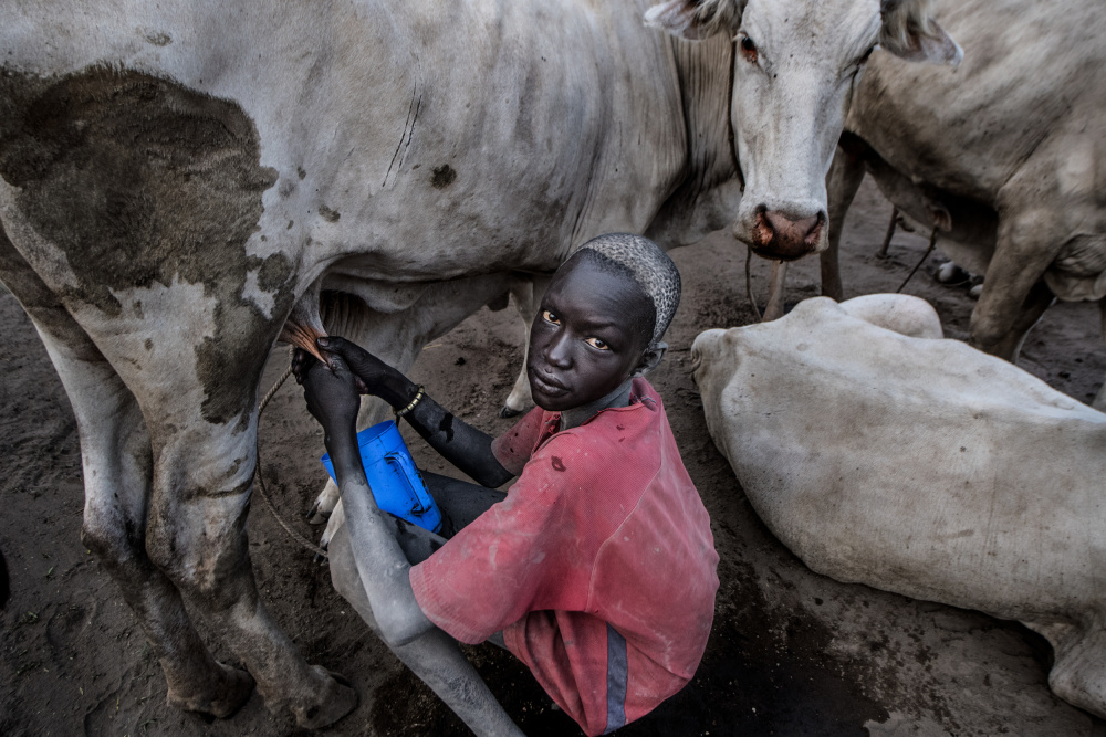 Mundari-Junge melkt eine Kuh - Südsudan von Joxe Inazio Kuesta Garmendia