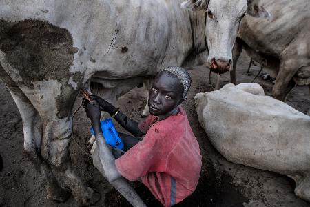 Mundari-Junge melkt eine Kuh - Südsudan