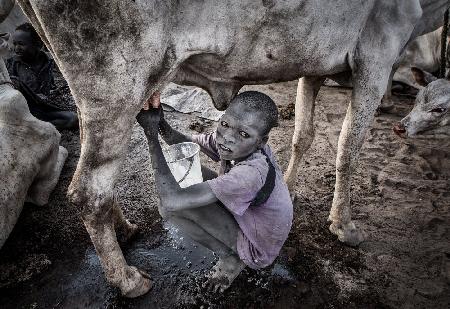 Mundari-Kind melkt eine Kuh - Südsudan