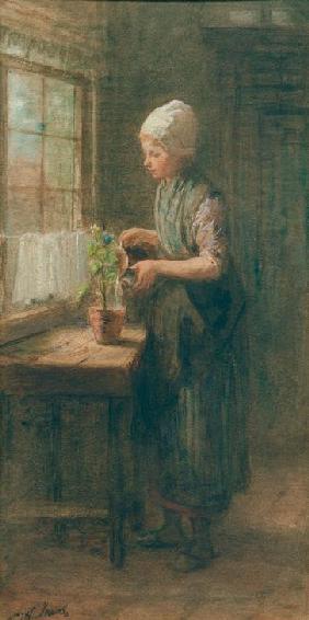 The New Flower 1880