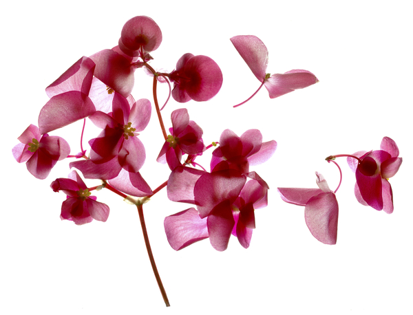 Pink Begonia I von Julia McLemore